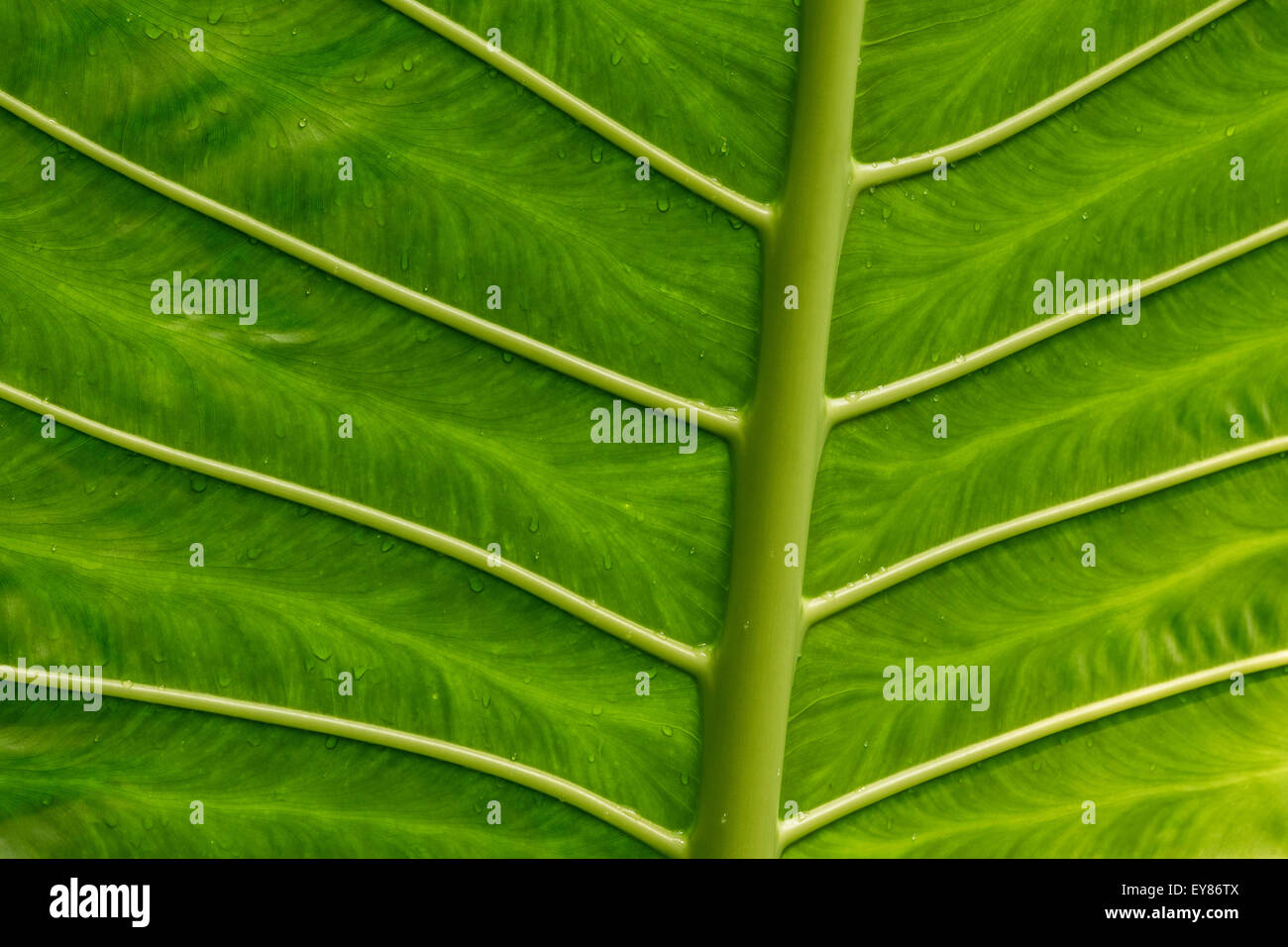 Giant Alocasia (Alocasia macrorrhiza), detail, leaf structure, native to Madagascar Stock Photo