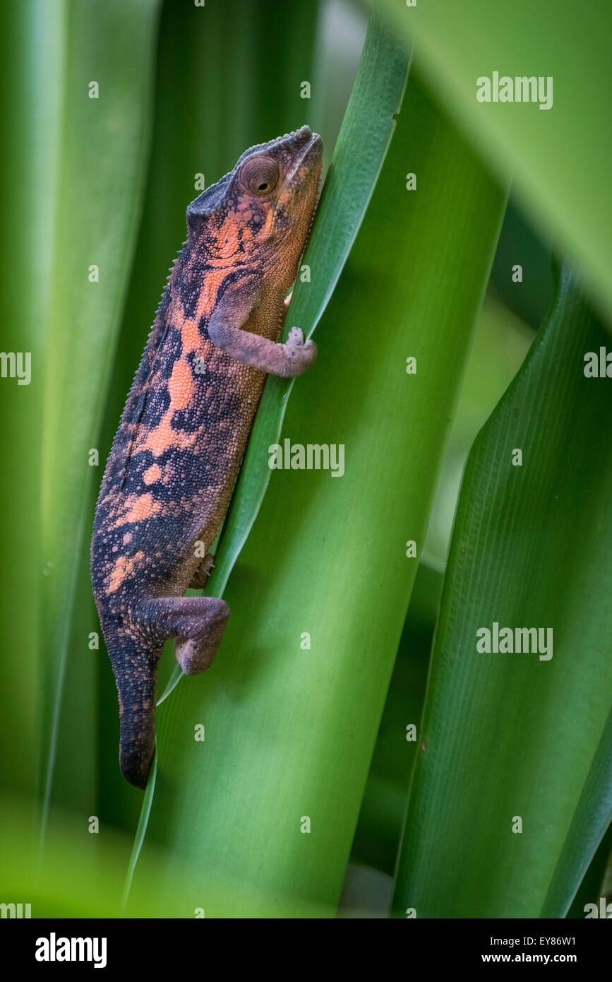 Panther Chameleon (Furcifer pardalis), female, captive, native to Madagascar Stock Photo