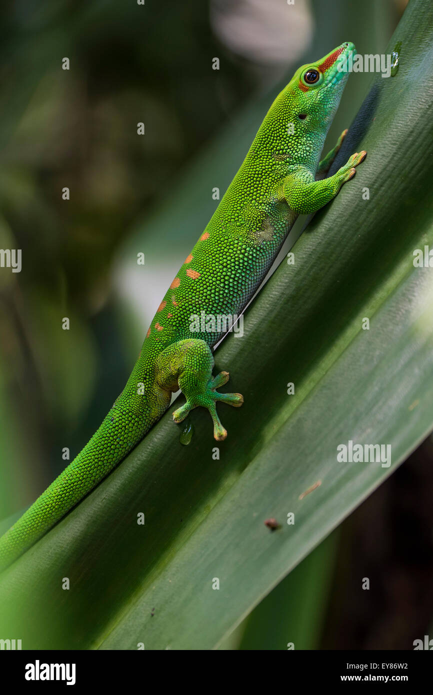Madagascar Day Gecko (Phelsuma madagascariensis), captive, native to Madagascar Stock Photo