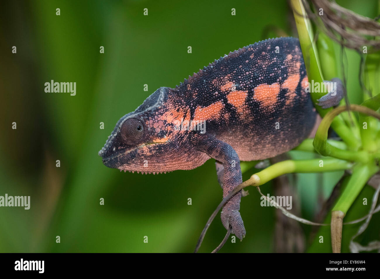 Panther Chameleon (Furcifer pardalis), female, captive, native to Madagascar Stock Photo