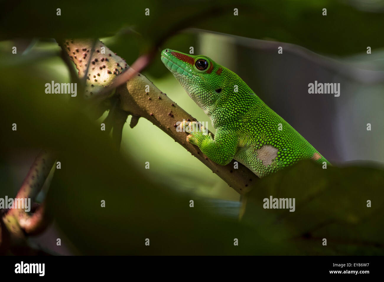 Madagascar Day Gecko (Phelsuma madagascariensis), captive, native to Madagascar Stock Photo