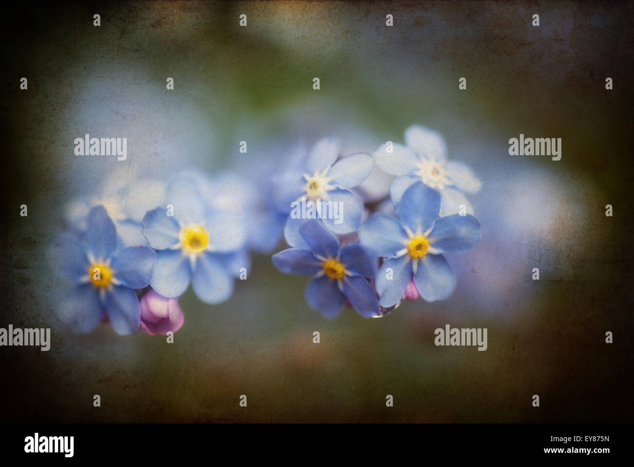 Beautiful forget-me-not Spring flowers with textured and vignette effect added Stock Photo