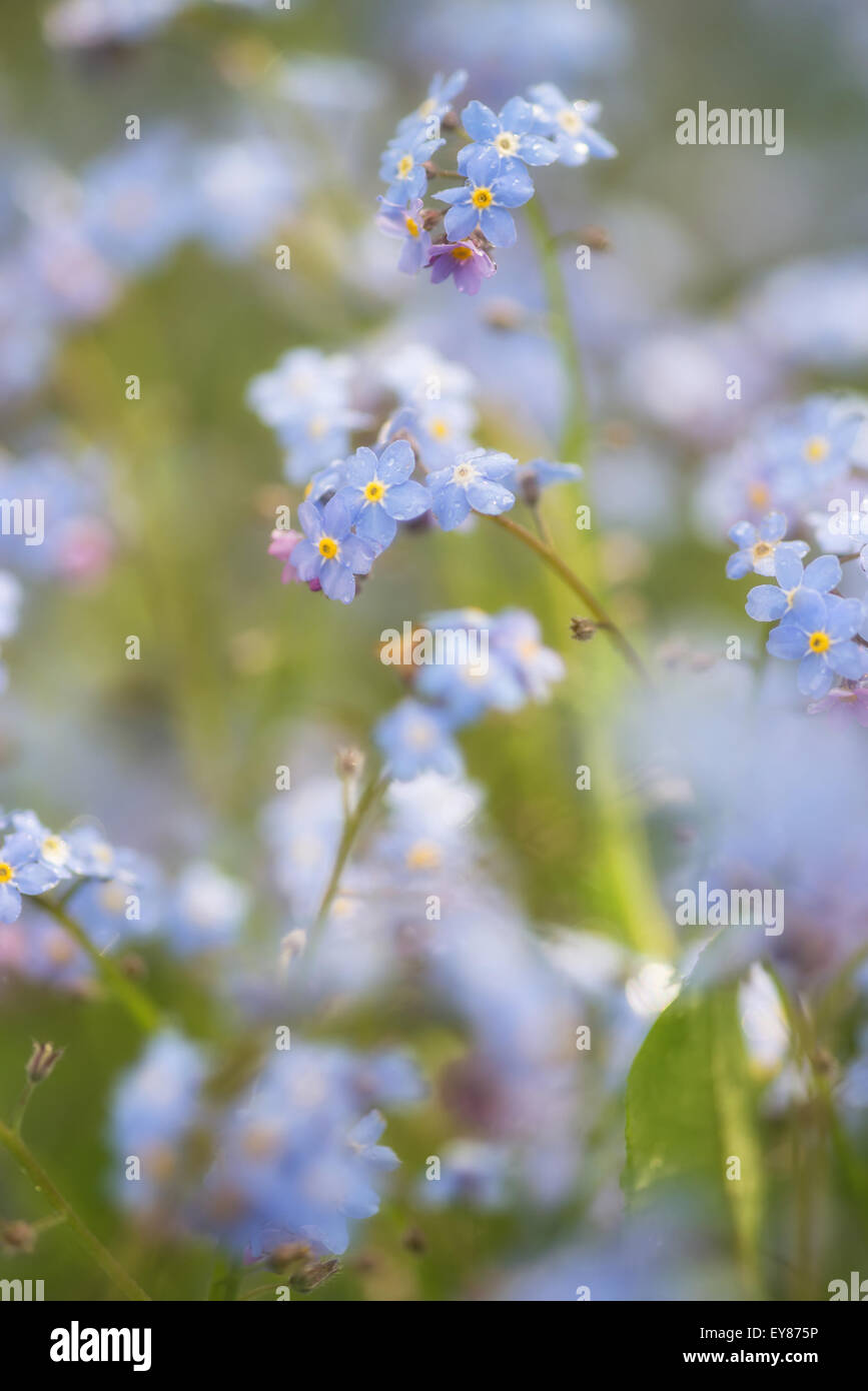Beautiful forget-me-not Spring flowers with shallow depth of field Stock Photo