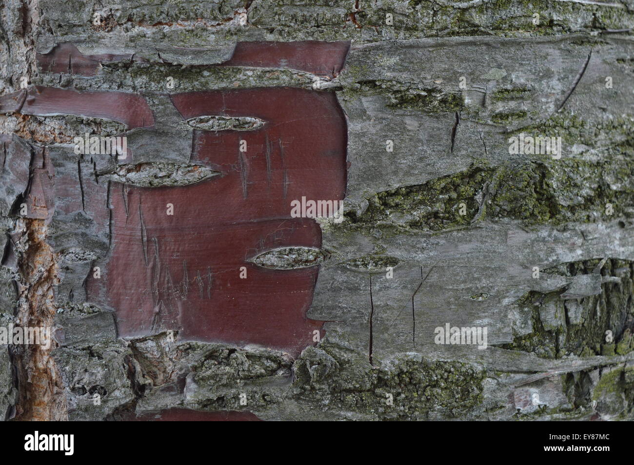 Cherry tree bark hires stock photography and images Alamy