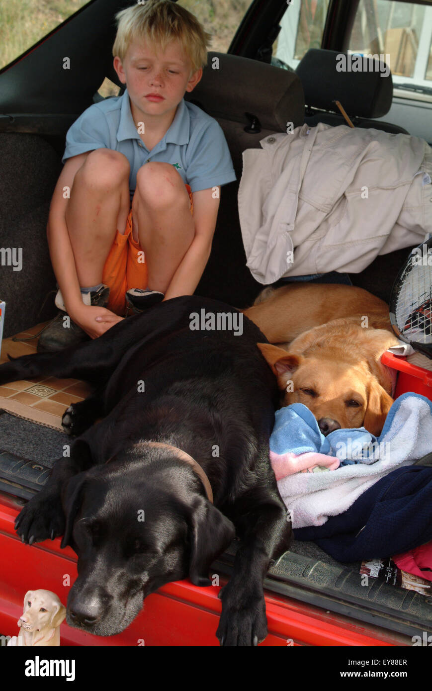 Young boy sitting in the boot of the car with his dogs looking fed up