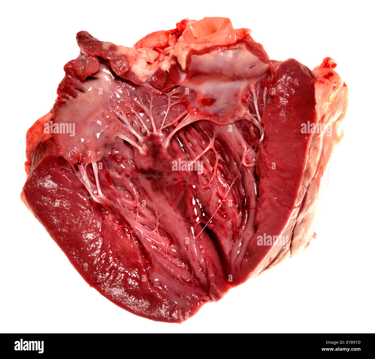 Lamb's heart bought from a supermarket. Interior showing 'heartstrings' (tendons) Stock Photo