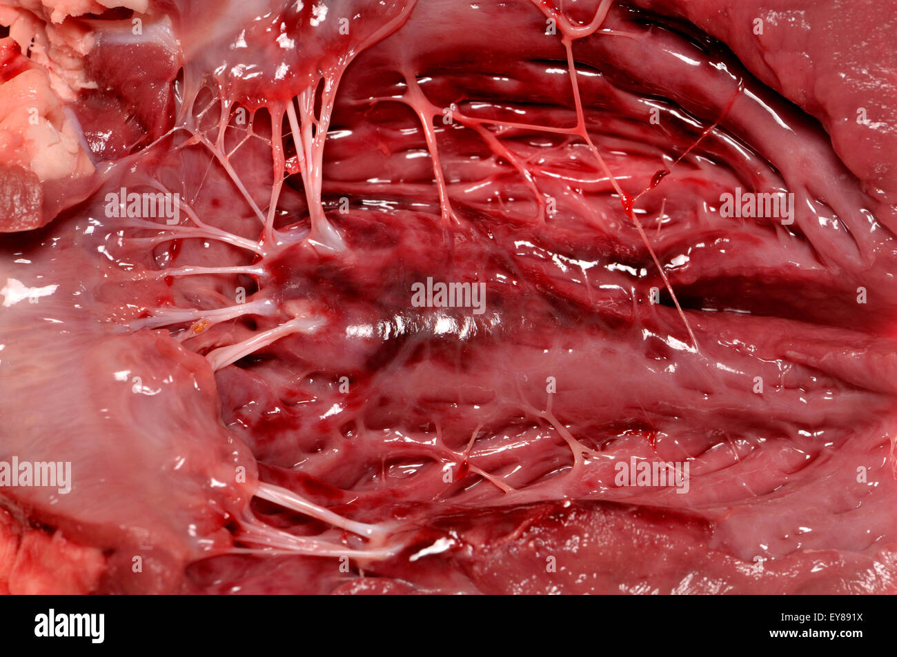 Lamb's heart bought from a supermarket. Interior showing 'heartstrings' (tendons) Stock Photo