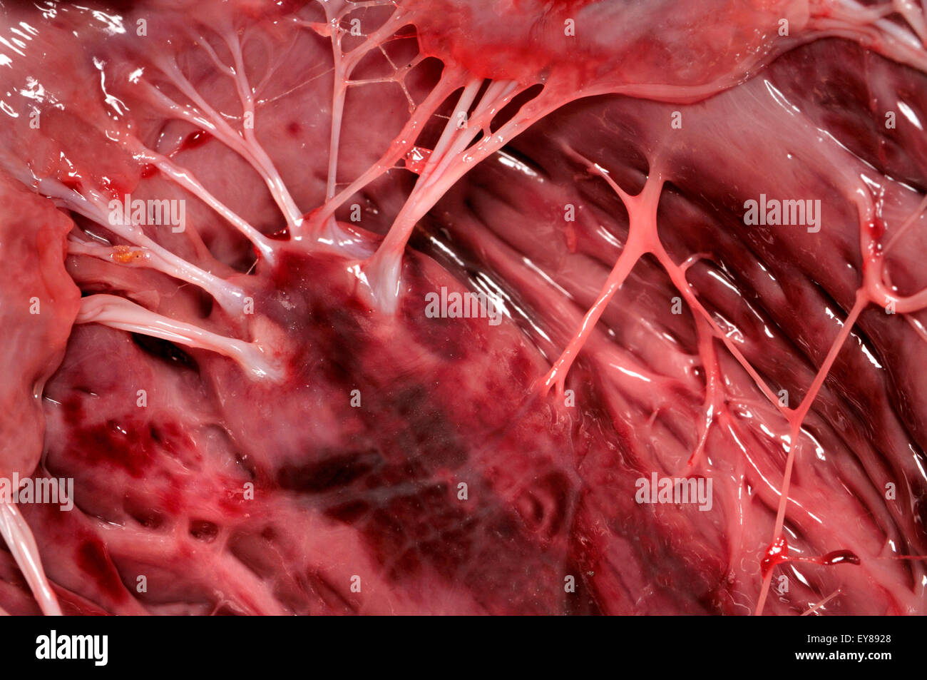 Lamb's heart bought from a supermarket. Interior showing 'heartstrings' (tendons) Stock Photo