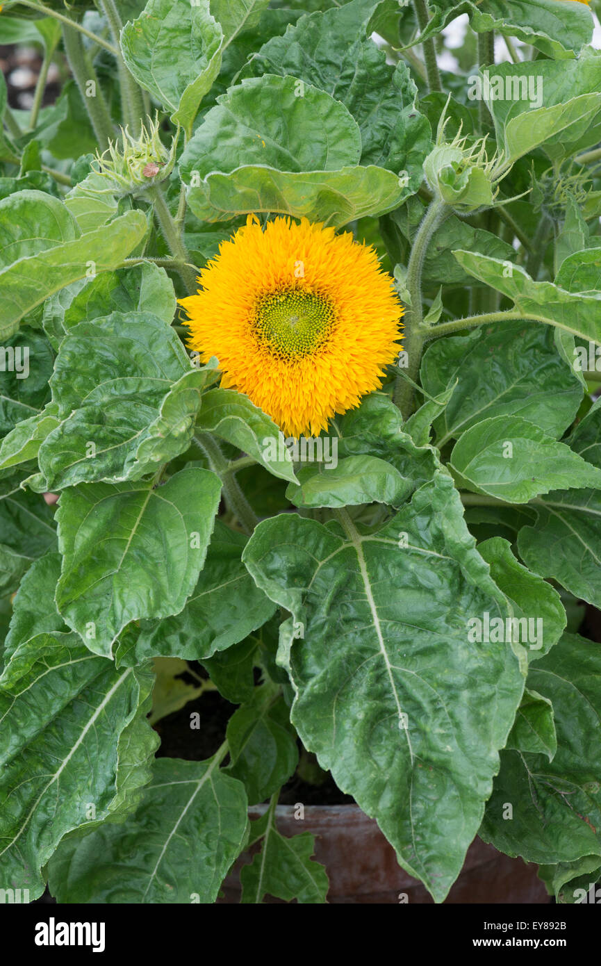 Helianthus annuus. Sunflower 'Sunshot Golds Mixed' Stock Photo