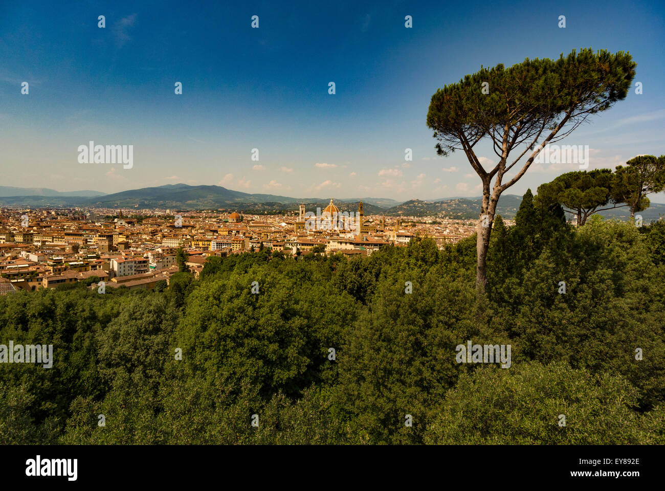 Panoramic view of Florence. Seen from the Boboli Gardens, a Stone Pine tree in the foreground. Italy Stock Photo