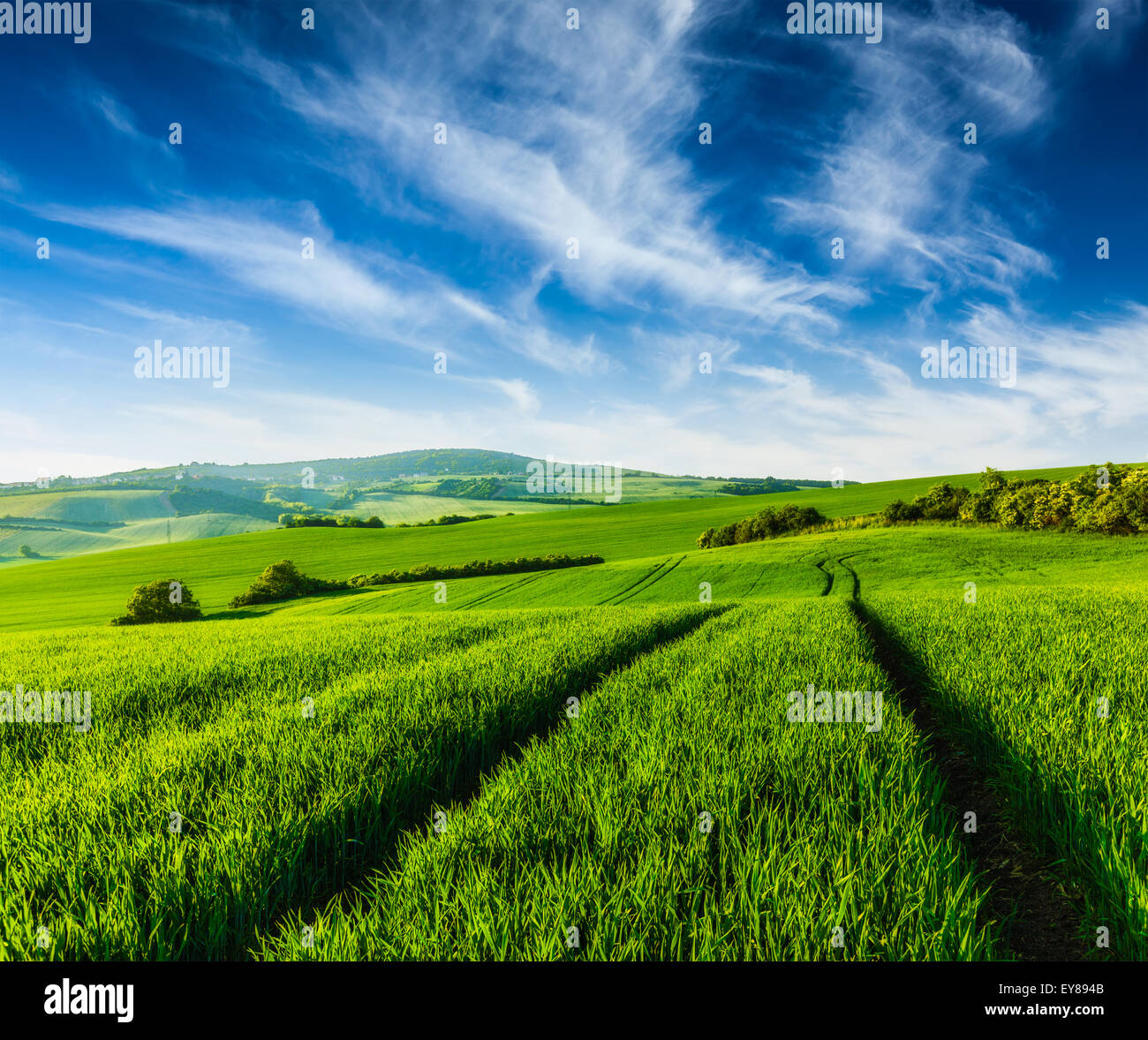 Rolling summer landscape with green grass field under blue sky Stock ...