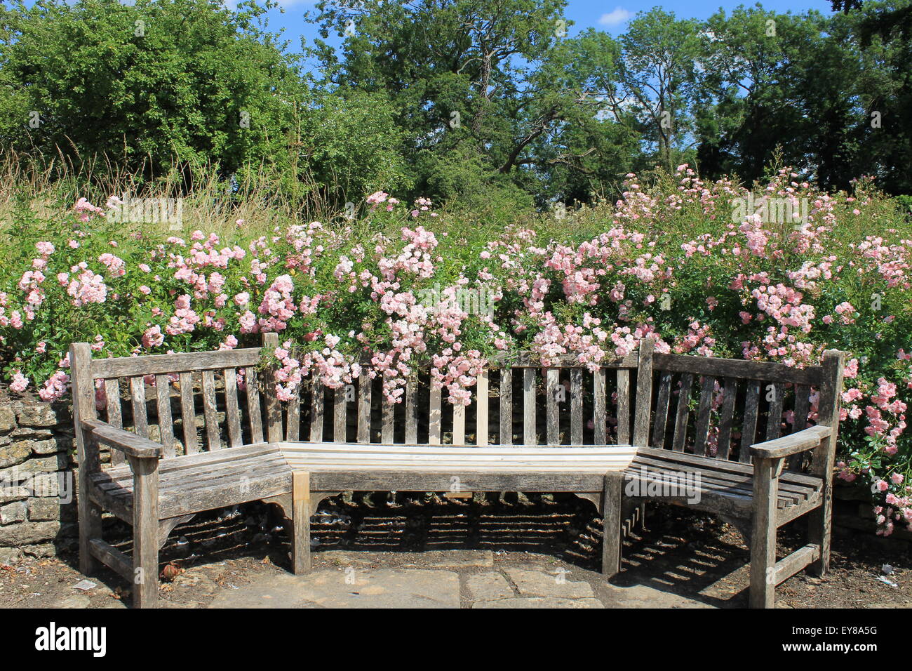 Wooden garden bench surrounded by pink roses, Great Chalfield Manor