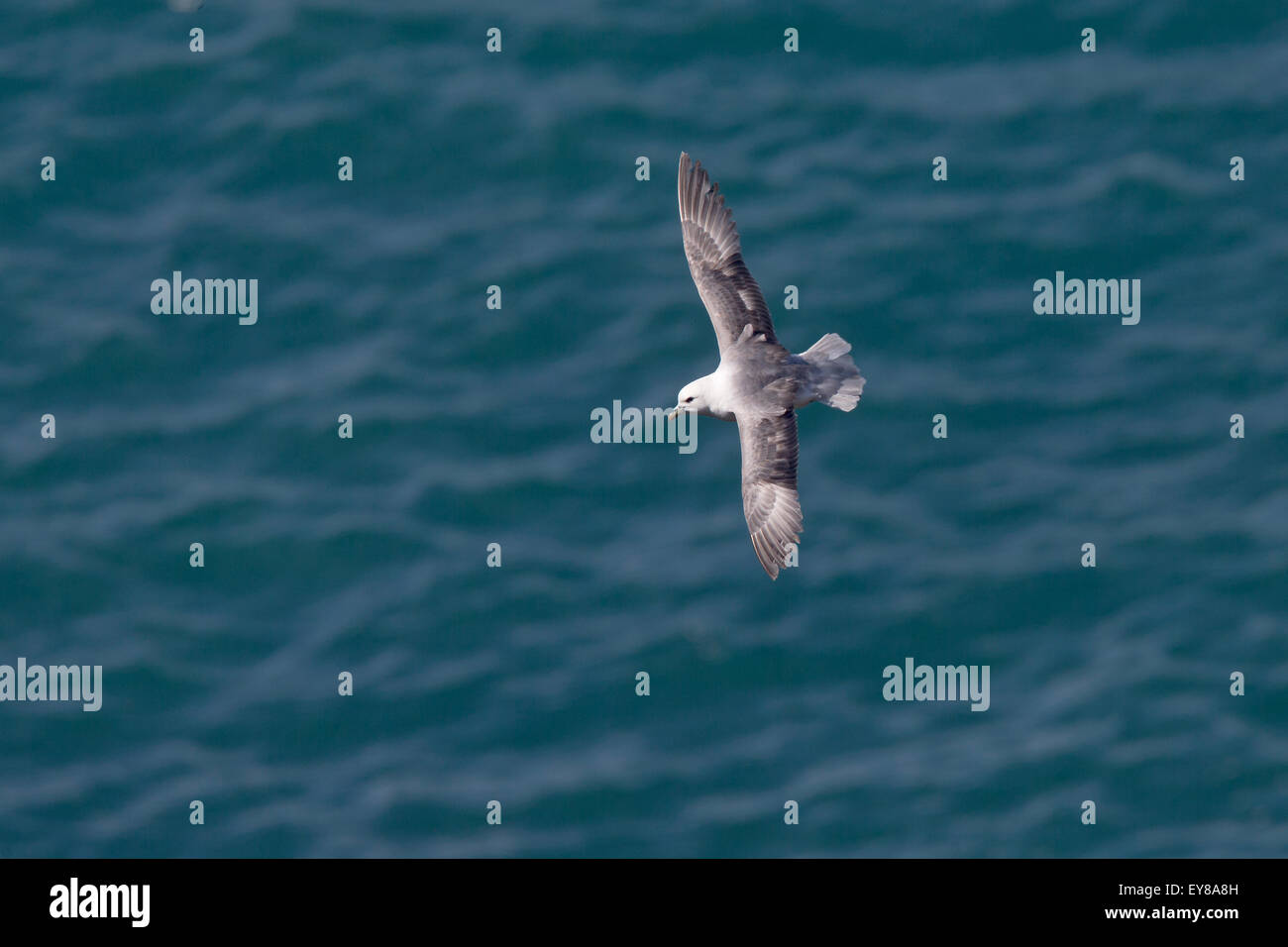 Looking down on a Northern Fulmar (Fulmarus glacialis) in flight over the sea, Lands End, Cornwall, England, UK. Stock Photo
