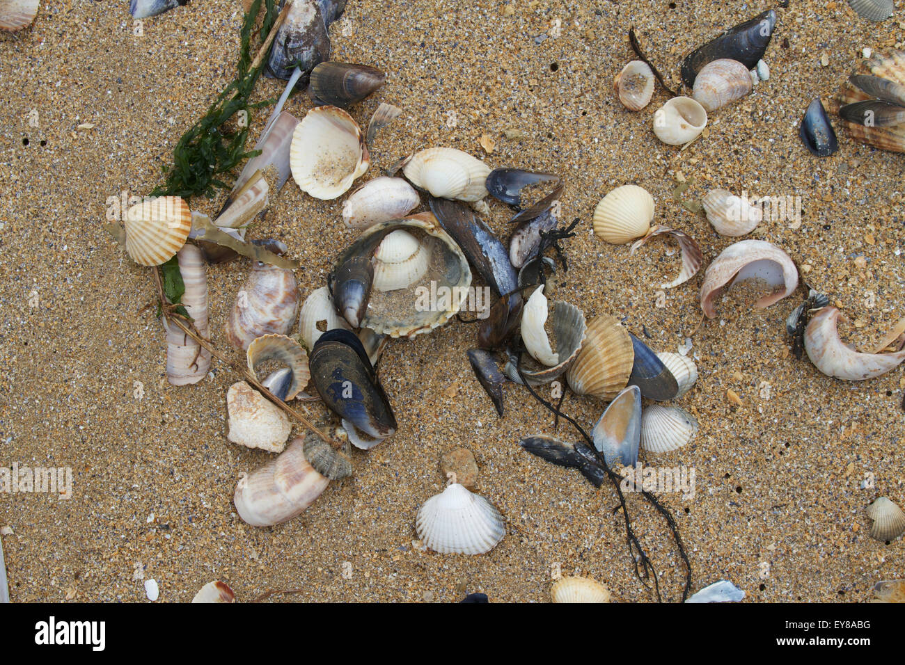 Collection of shells on beach, Normandy. France Stock Photo Alamy