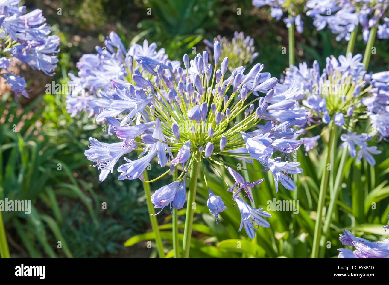 Agapanthus africanus, a plant species indigenous to South Africa Stock Photo