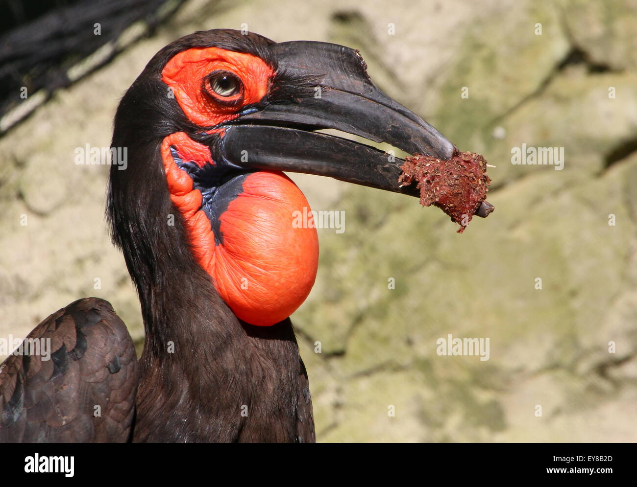 Male African Southern ground Hornbill (Bucorvus leadbeateri, formerly B. Cafer) eating, throat pouch inflated Stock Photo