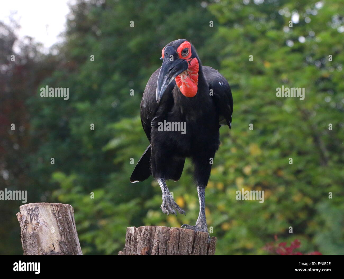 African Southern ground Hornbill (Bucorvus leadbeateri, formerly B. Cafer) Stock Photo