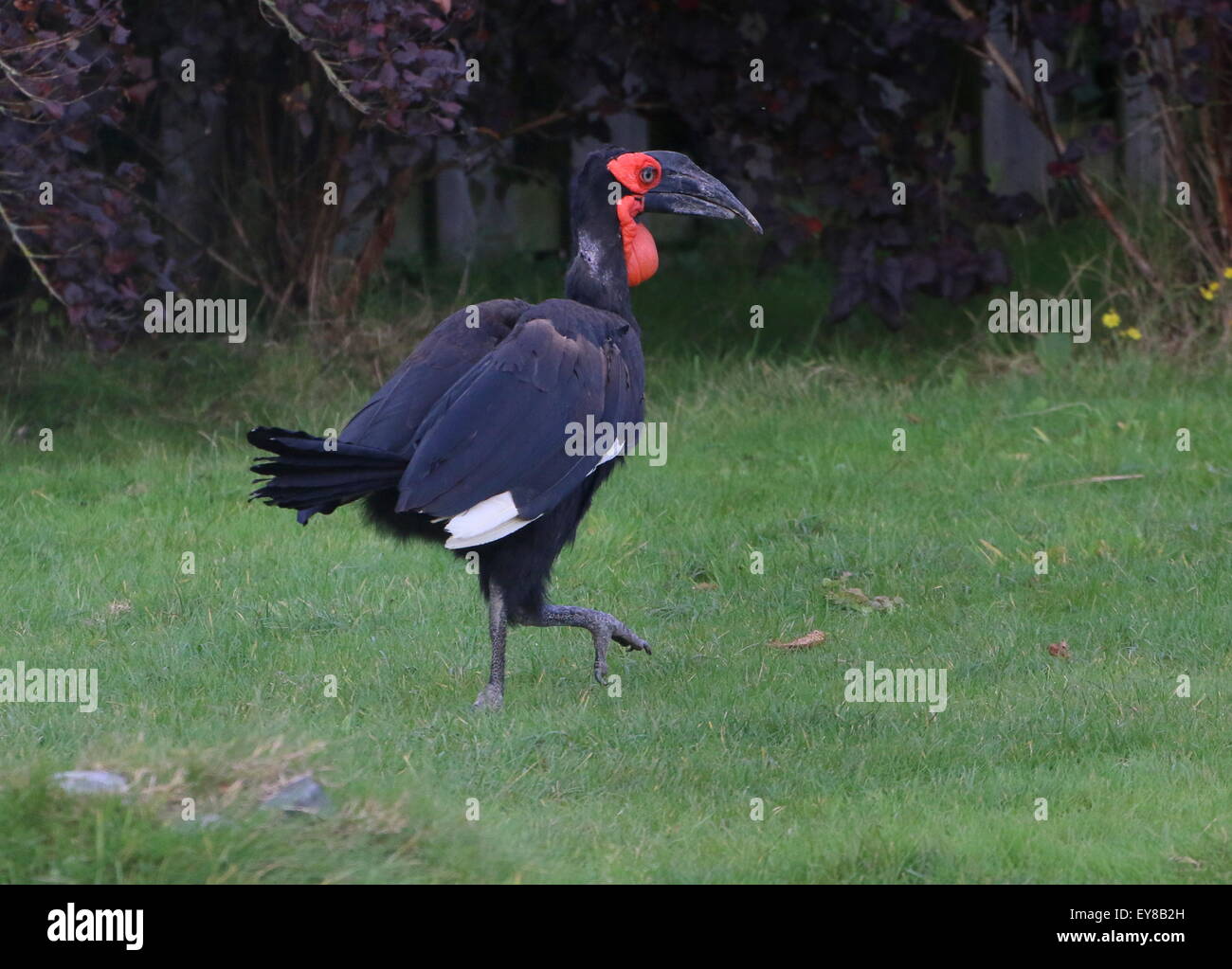 African Southern ground Hornbill (Bucorvus leadbeateri, formerly B. Cafer) at Rotterdam Blijdorp Zoo Stock Photo