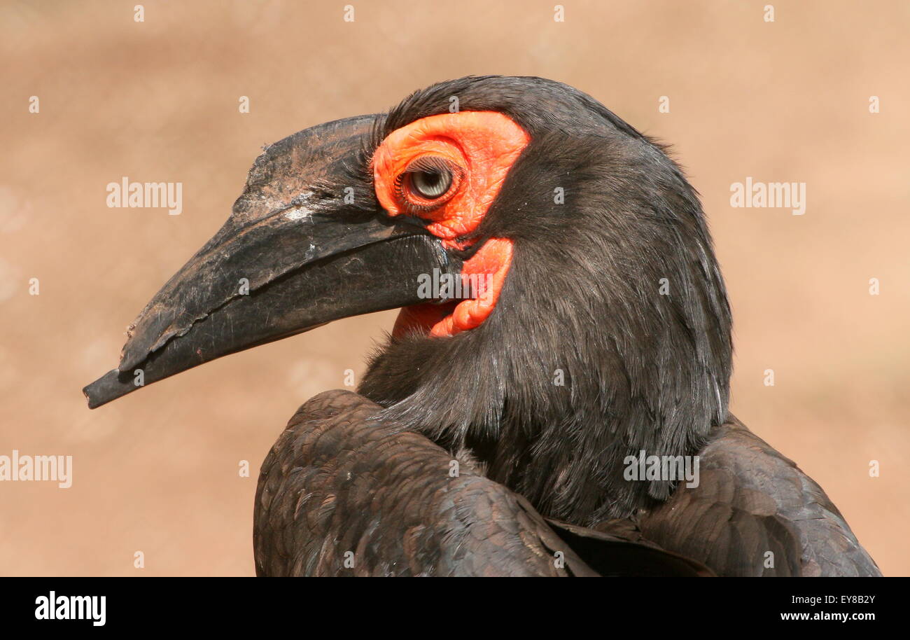Female African Southern ground Hornbill (Bucorvus leadbeateri, formerly B. Cafer), seen in profile Stock Photo