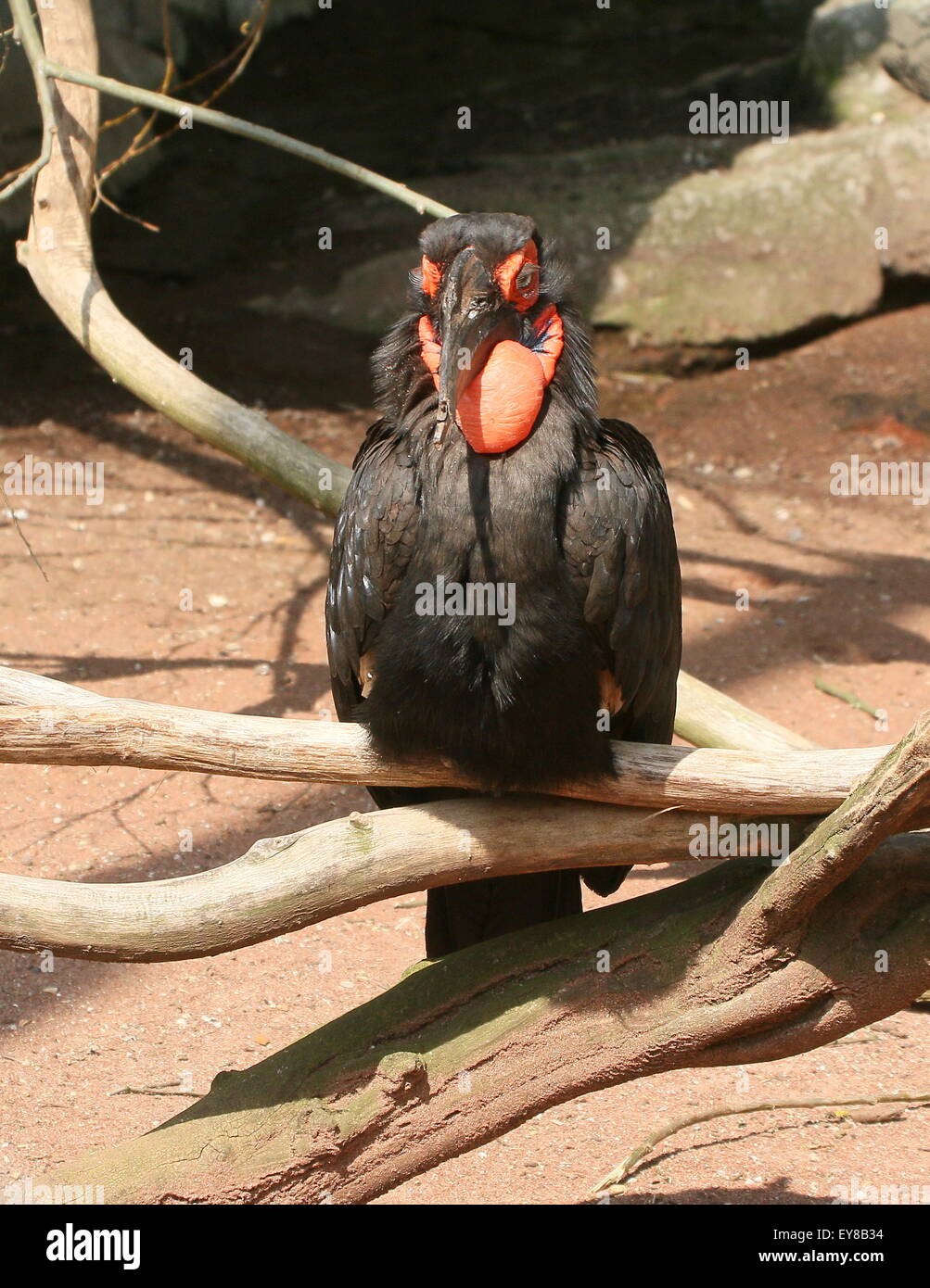 African Southern ground Hornbill (Bucorvus leadbeateri, formerly B. Cafer) Stock Photo