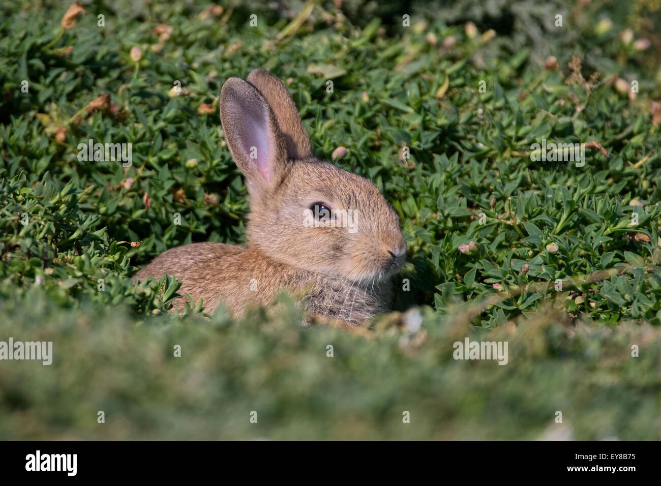 A baby Common Rabbit pokes its head out of its conceiled burrow on Skokholm Island Stock Photo