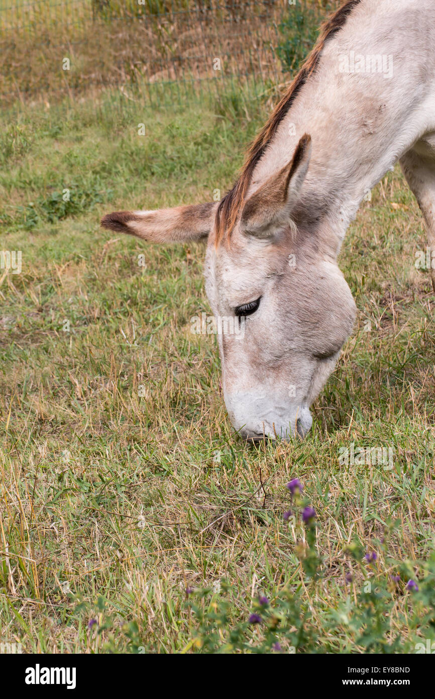 Portrait of a donkey eating grass in a mountain meadow Stock Photo