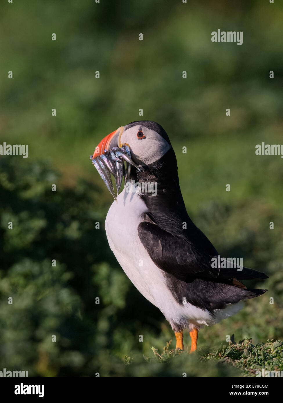 An Atlantic Puffin stands at the cliff top breeding colony on Skokholm ... Biology Diagrams