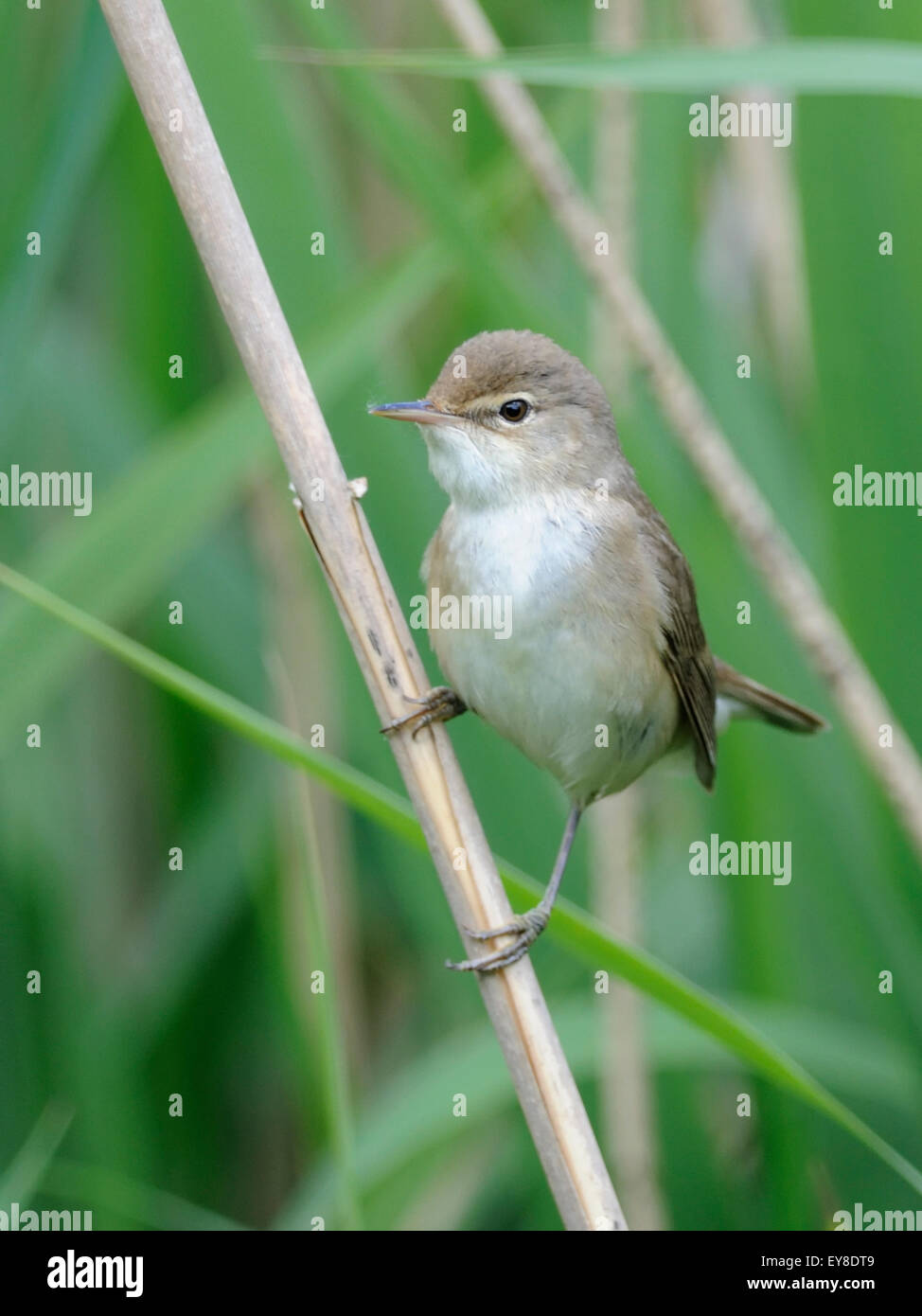 A reed warbler ( Acrocephalus scirpaceus ) seeks shelter in a reed bed Stock Photo