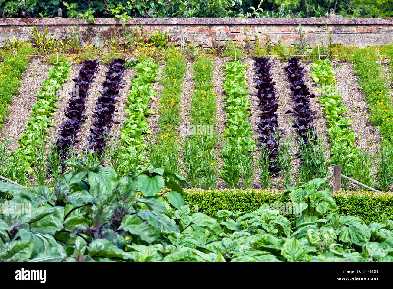Young green, purple lettuce and marigold flowers, growing on a small slope between a wall and box hedge in a vegetable patch Stock Photo