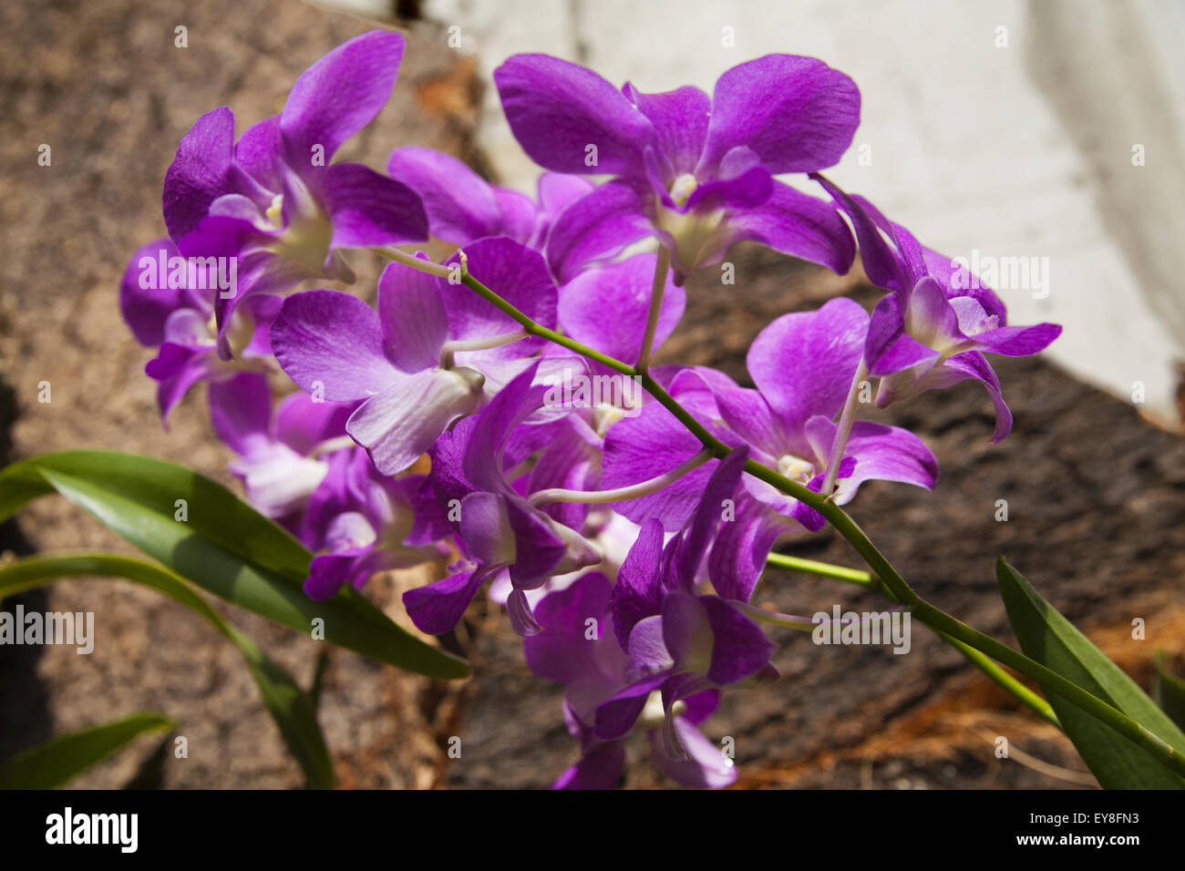Purple orchid Stock Photo