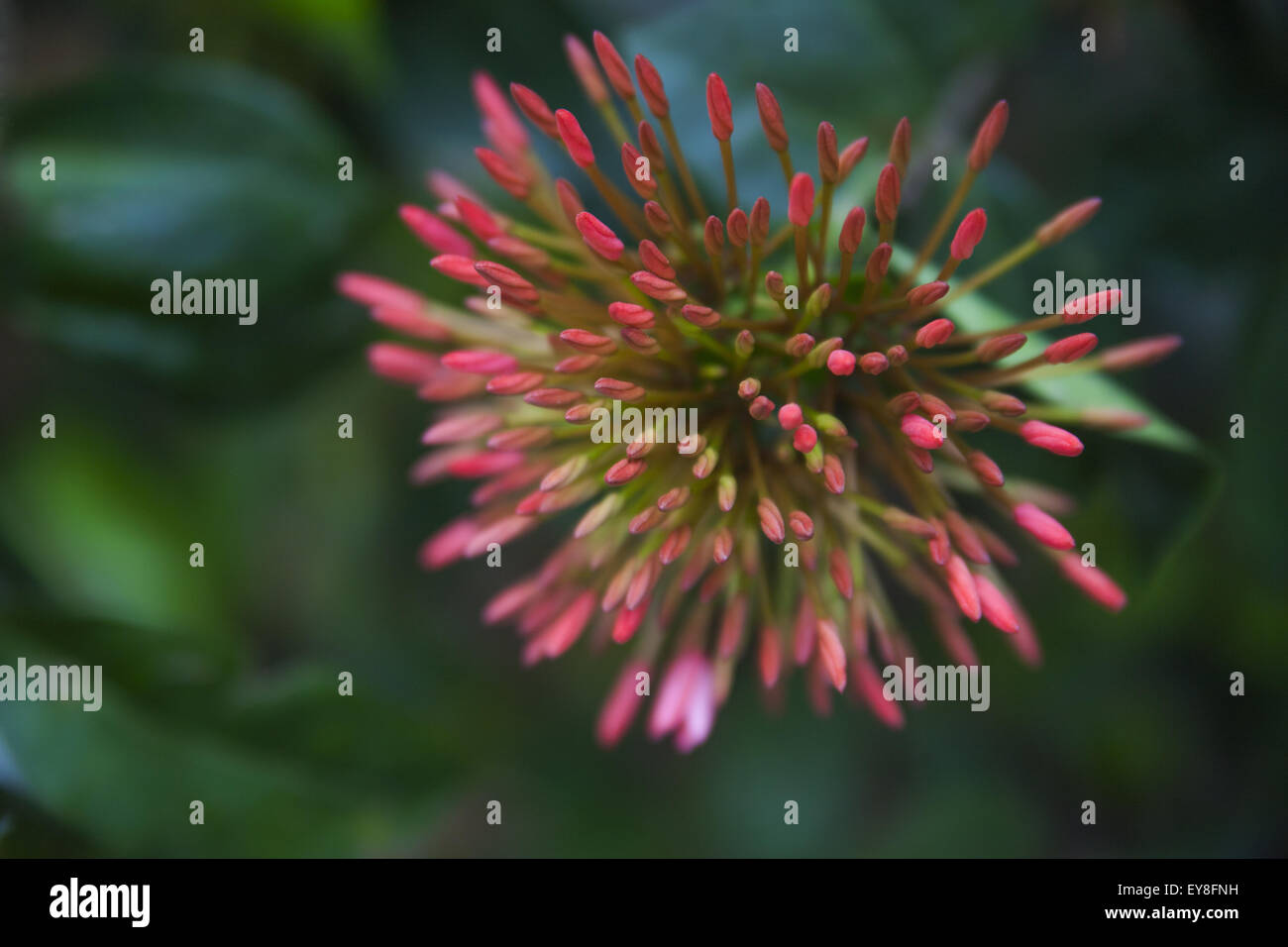 red orchid buds Stock Photo Alamy