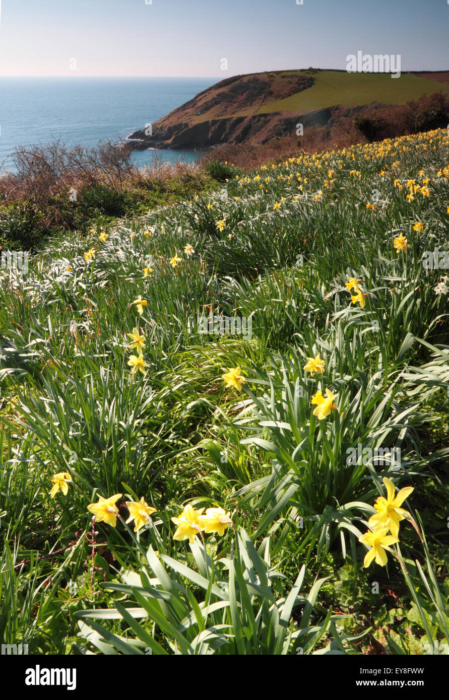 Daffodils grow by the sea in Cornwall Stock Photo Alamy