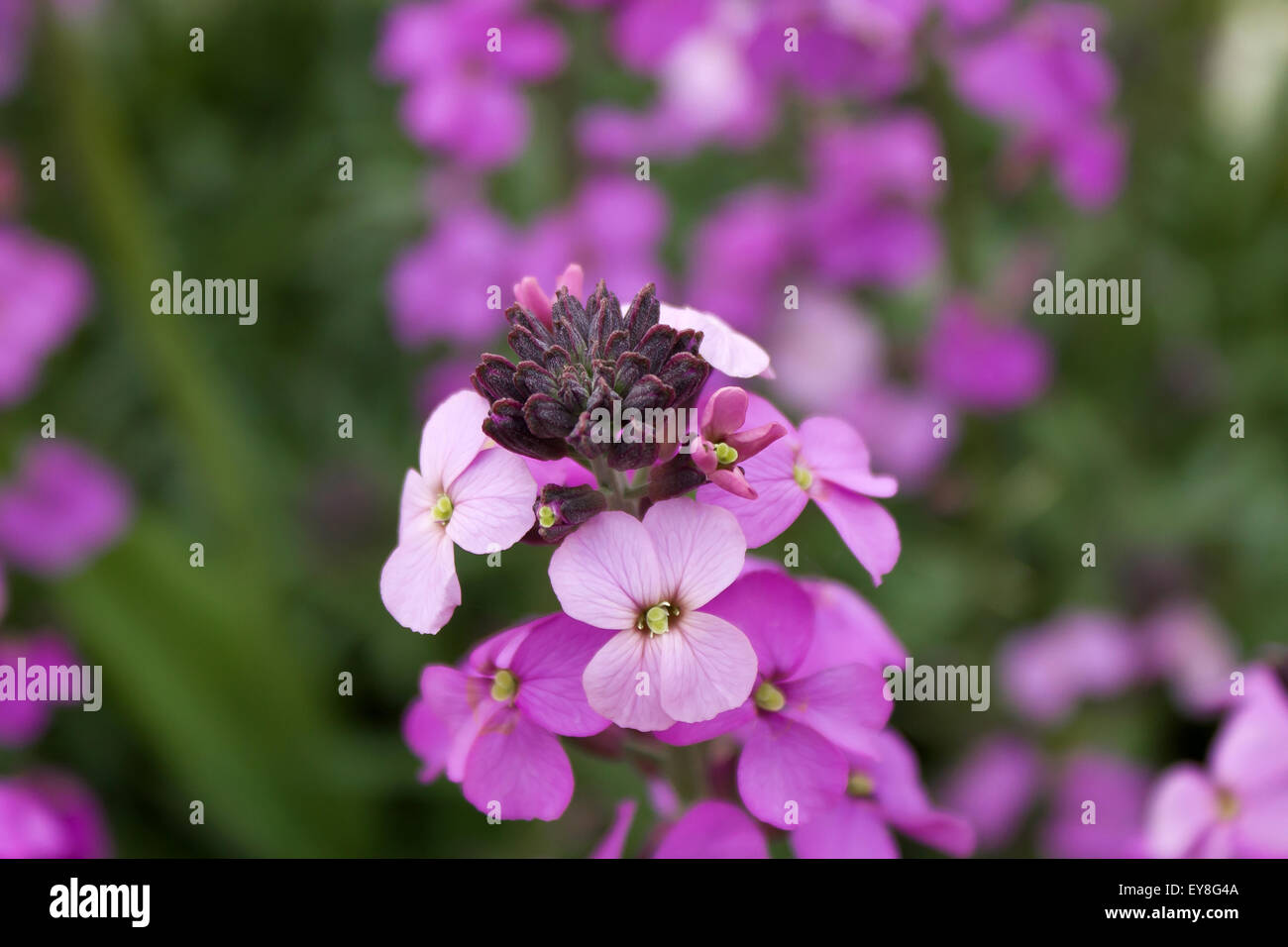 Pink flowering garden flower Stock Photo - Alamy