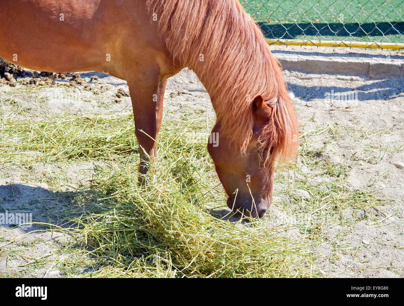Brown horse eating dry hay in the stable Stock Photo Alamy