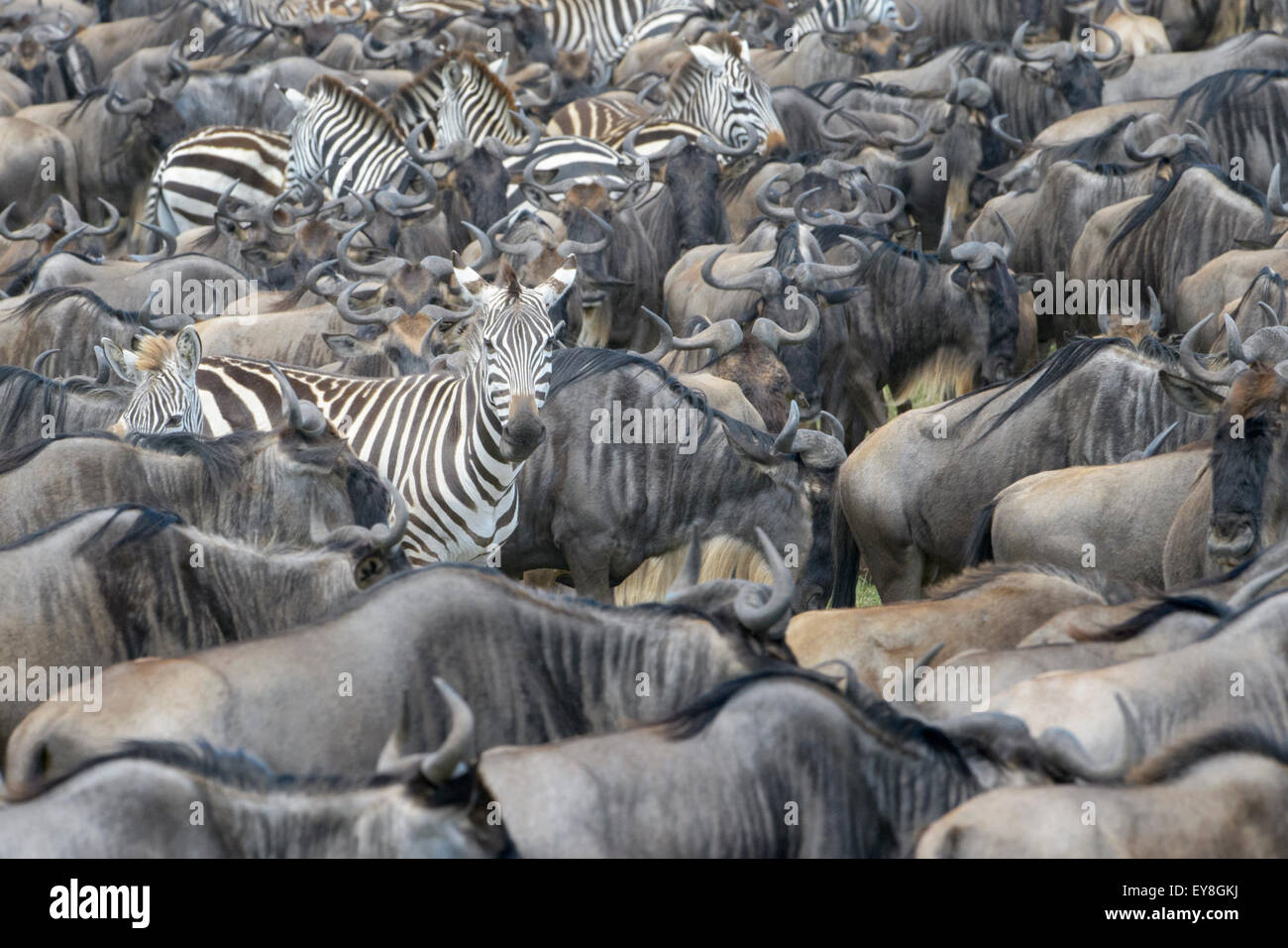 Plains zebra (Equus burchellii), looking at camera, between Blue wildebeest ( Connochaetus taurinus) during migration, Serengeti Stock Photo