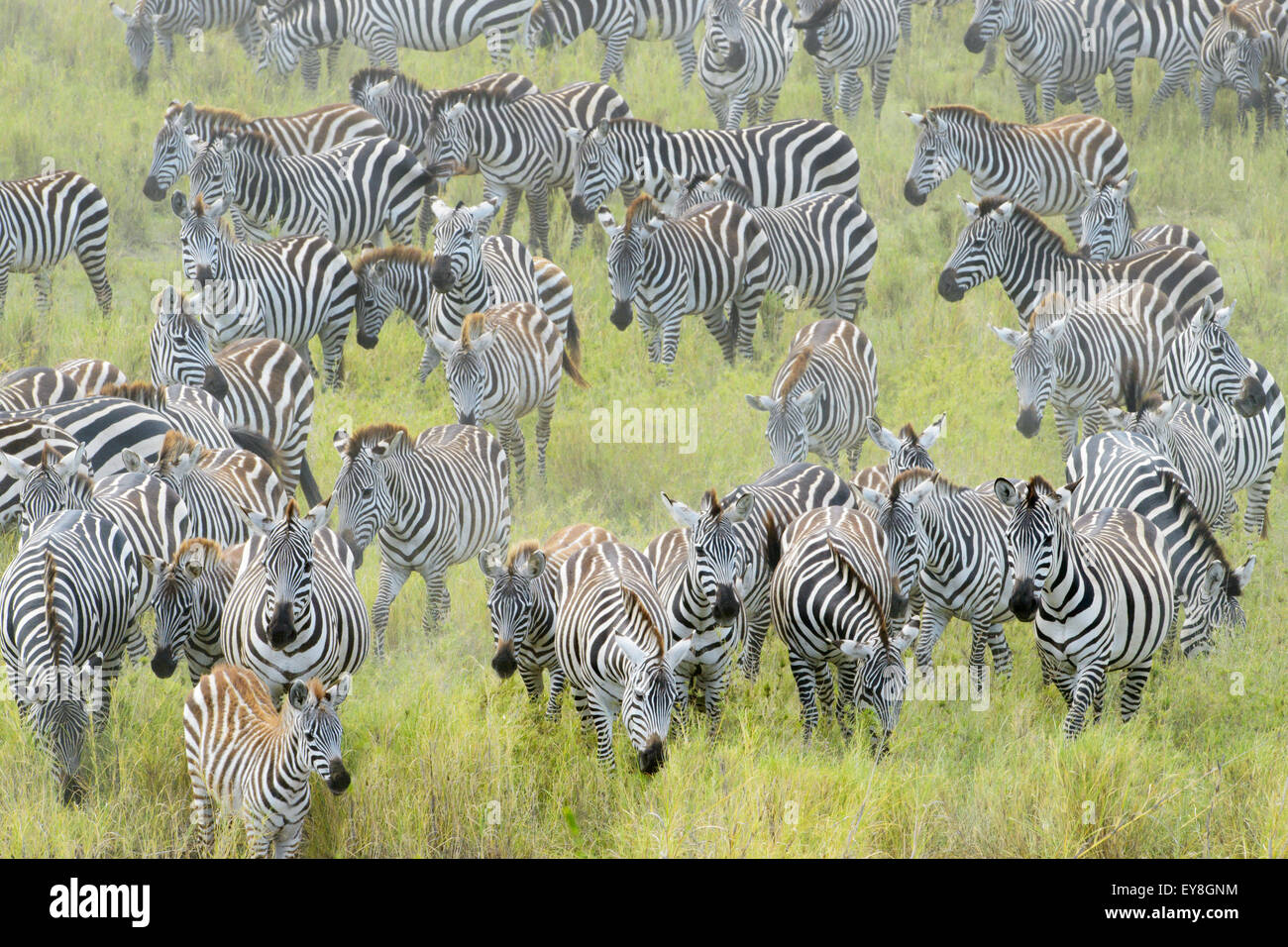 Zebra migration hires stock photography and images Alamy