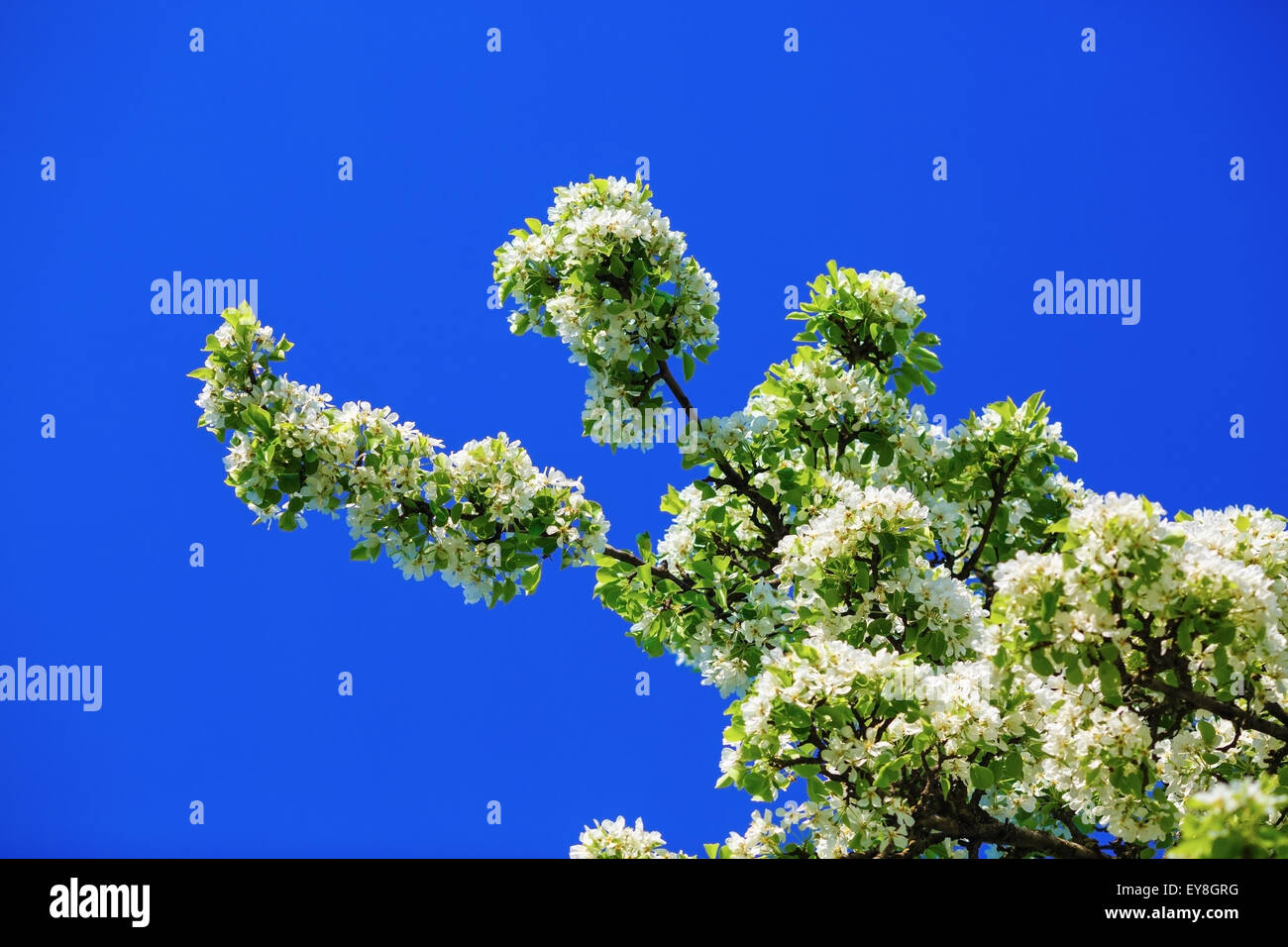 A branch of a blossoming tree with white flowers against the blue sky ...