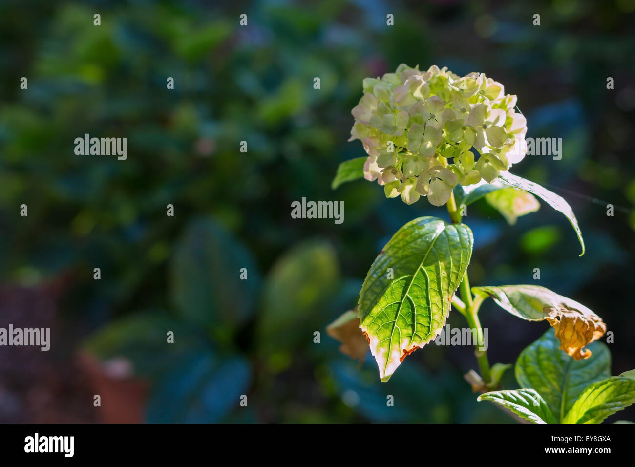 Light green flower hi-res stock photography and images - Alamy