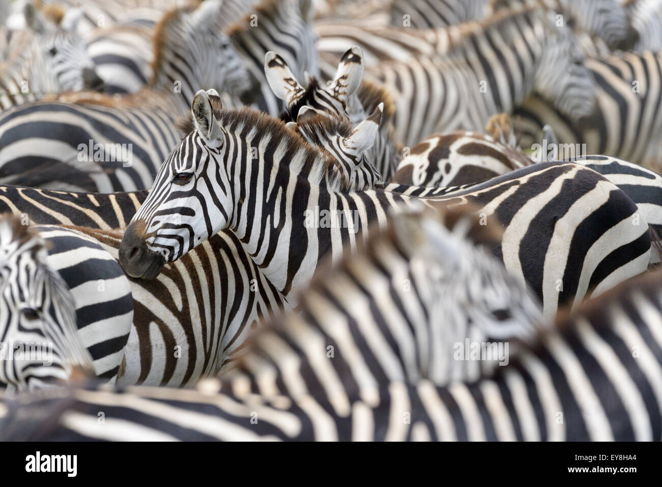 Plains zebra (Equus burchellii) portrait in herd with shallow depth of field, Serengeti national park, Tanzania. Stock Photo