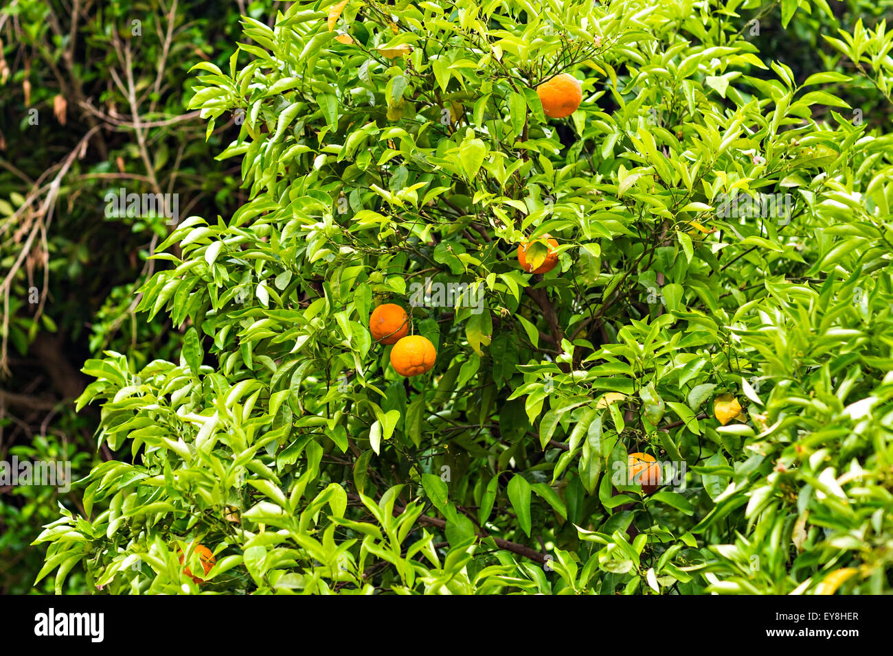 orange on the tree Stock Photo