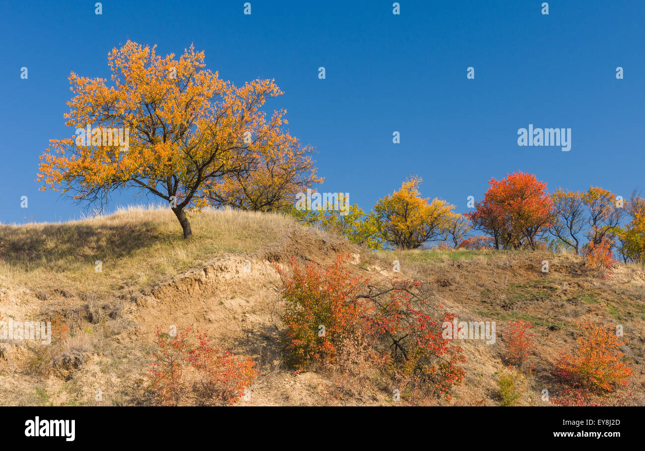 Wild apricot trees on a hill at autumn season in central Ukraine Stock