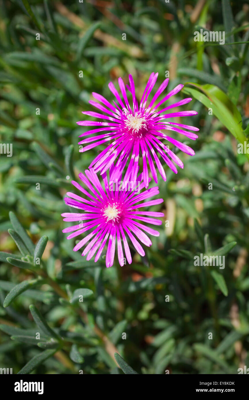 Lampranthus (Ice Plant) flowers in the nature Stock Photo