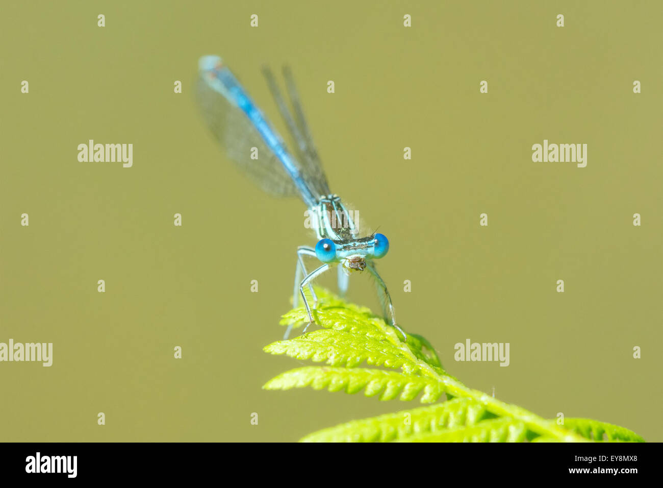 Blue dragonfly sitting on a leaf ferns with background blur Stock Photo ...