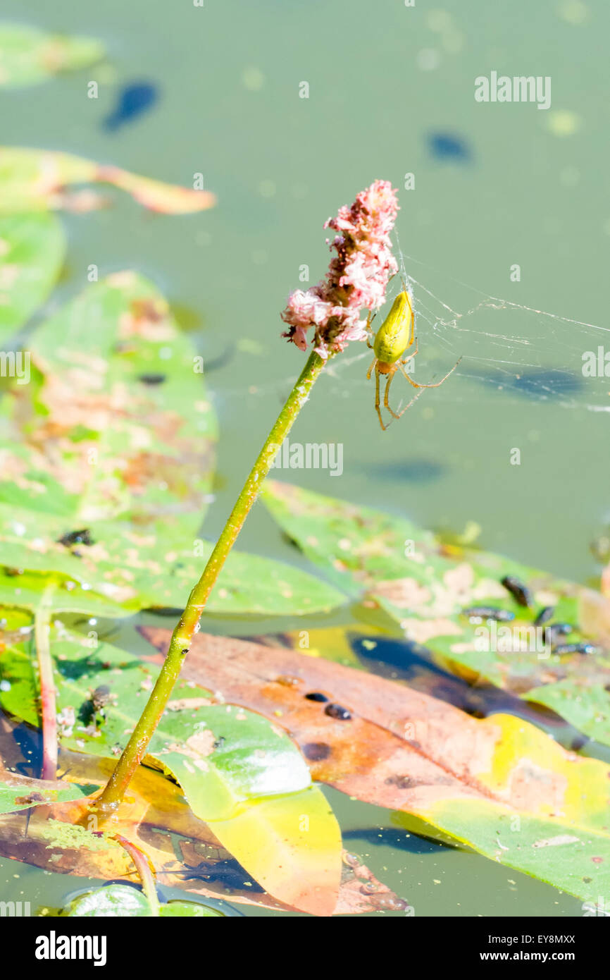Green spider sitting on a pink flower in a pond Potamogeton Stock Photo