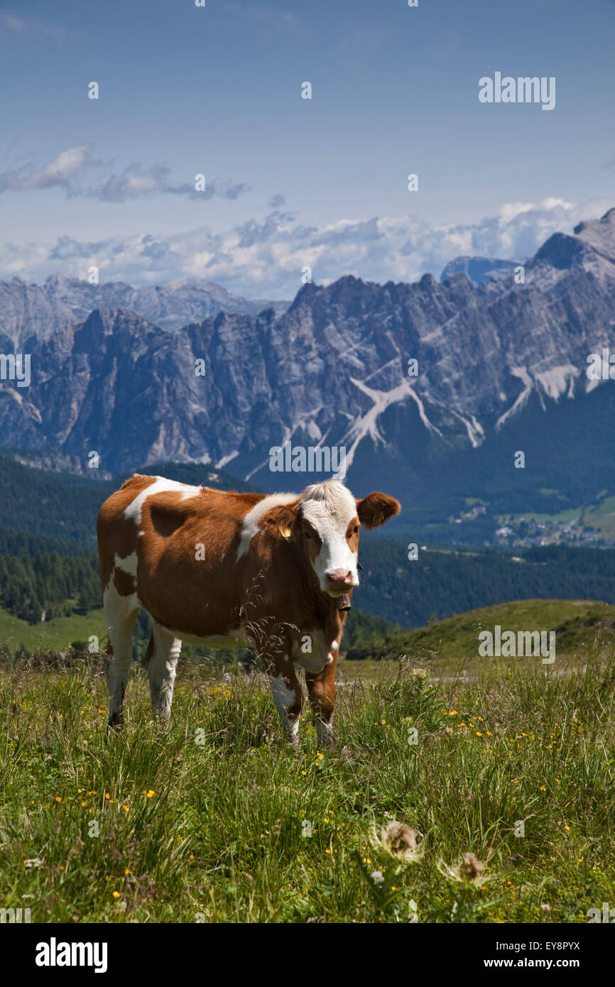 Cow in meadow on the Giau Pass, Sorapis peak and Cortina d'Ampezzo in the background, Dolomites, Italy Stock Photo