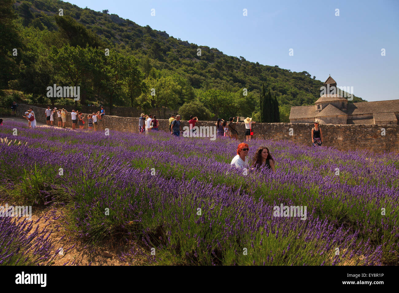 Tourists pose for photographs amongst the lavender at Notre-Dame de Sénanque  Abbey Provence France Stock Photo