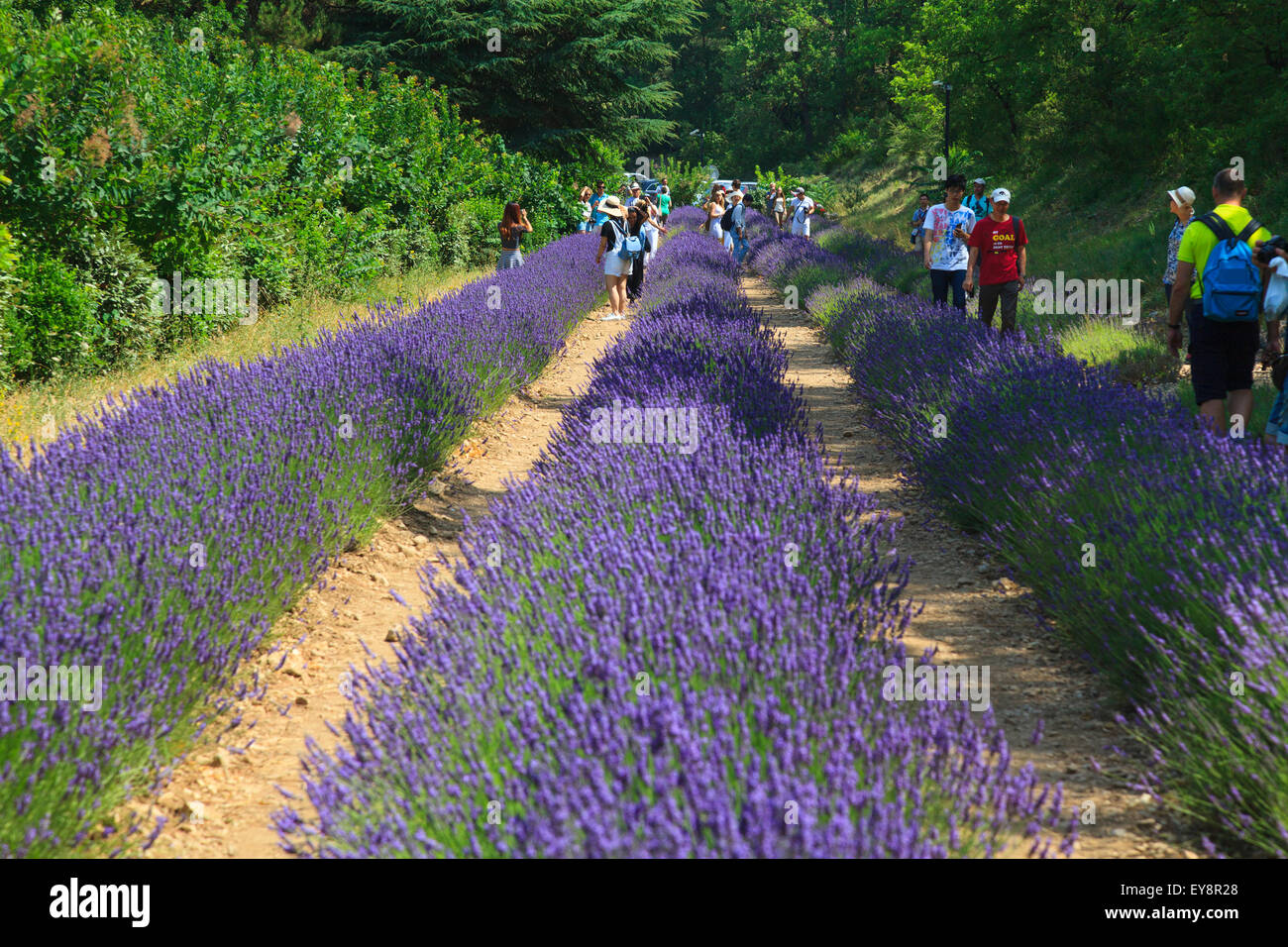 tourists amongst the lavender at Notre-Dame de Sénanque  Abbey Provence France Stock Photo