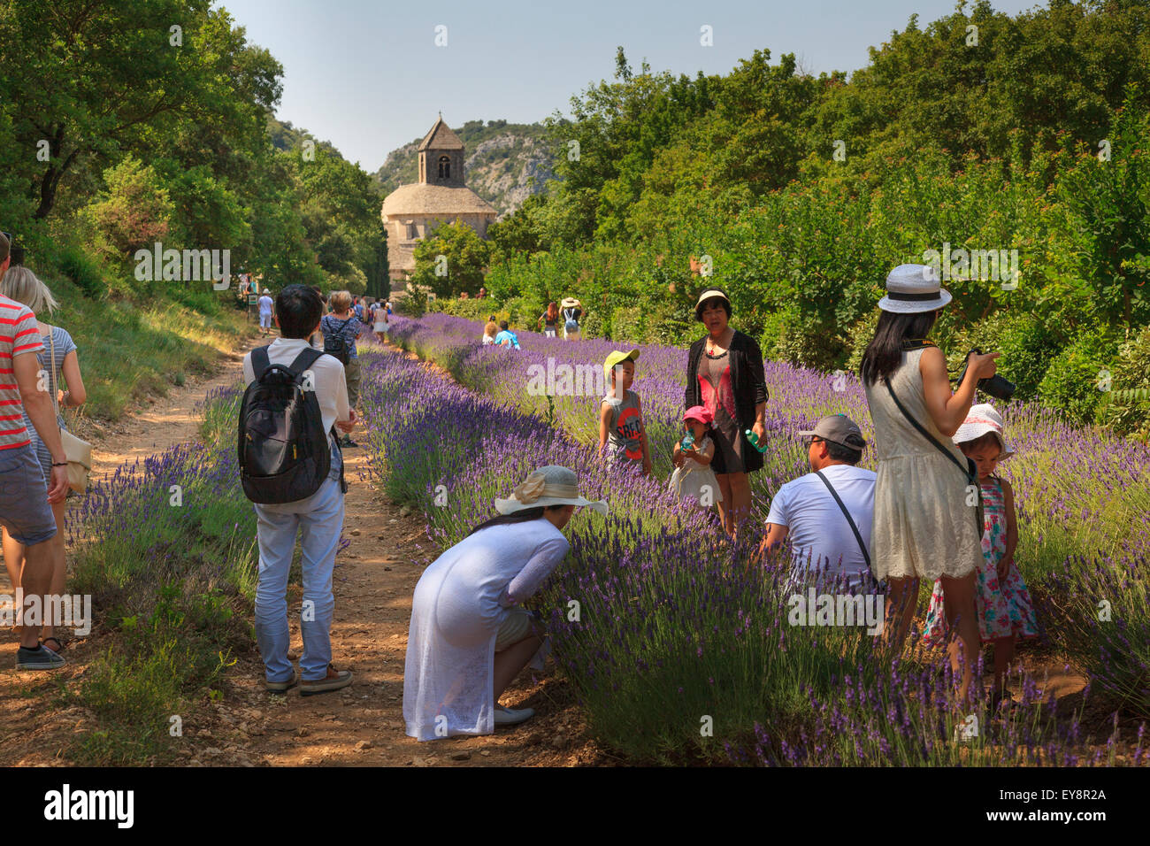 tourists amongst the lavender at Notre-Dame de Sénanque  Abbey Provence France Stock Photo