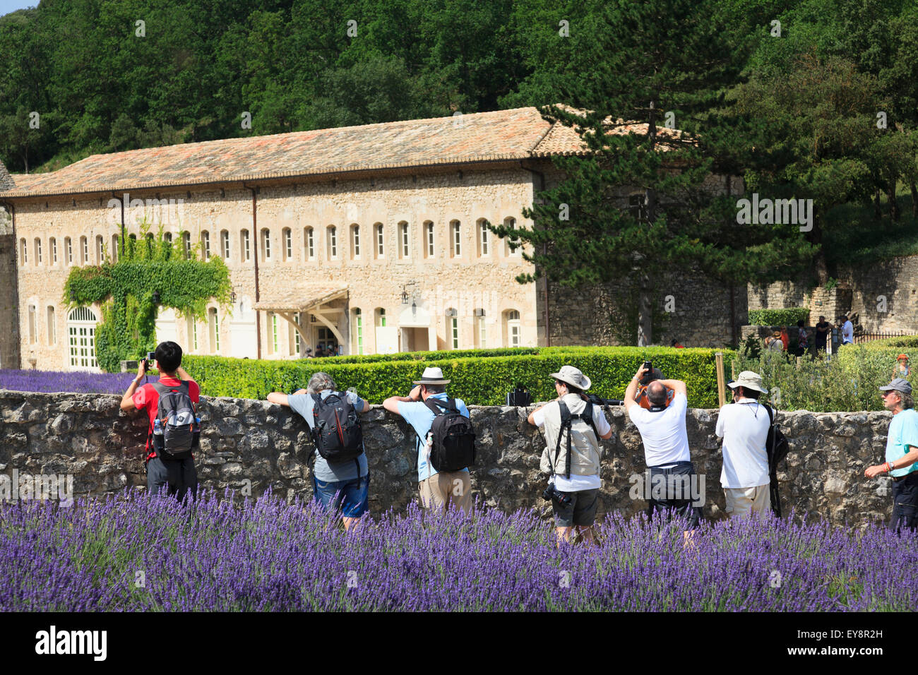 Photographers lean over the wall to  photograph the lavender in front of the Notre-Dame de Sénanque Abbey Provence France Stock Photo