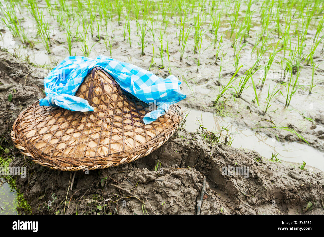 Detail of the rice plants and traditional Chinese hat, scene from a ...